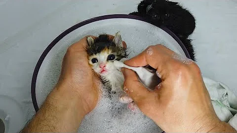 Watch the video about Three kittens refuse to take a bath