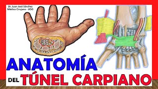 Anatomy of the CARPAL TUNNEL. Limits, Content, Ligaments.