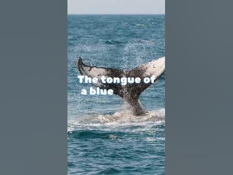 Blue whale - YouTube
