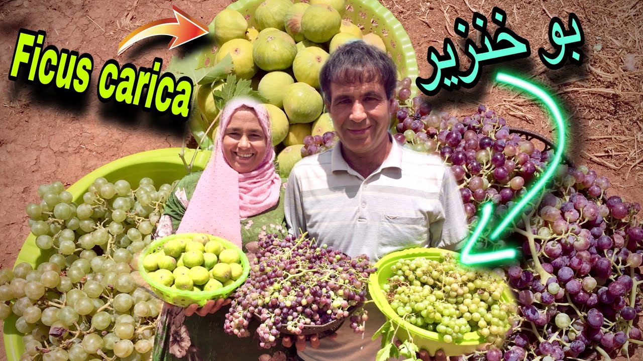 جنينا العنب و الكرموس ، هذا هو العنب الاصلي بدون مواد حافظة