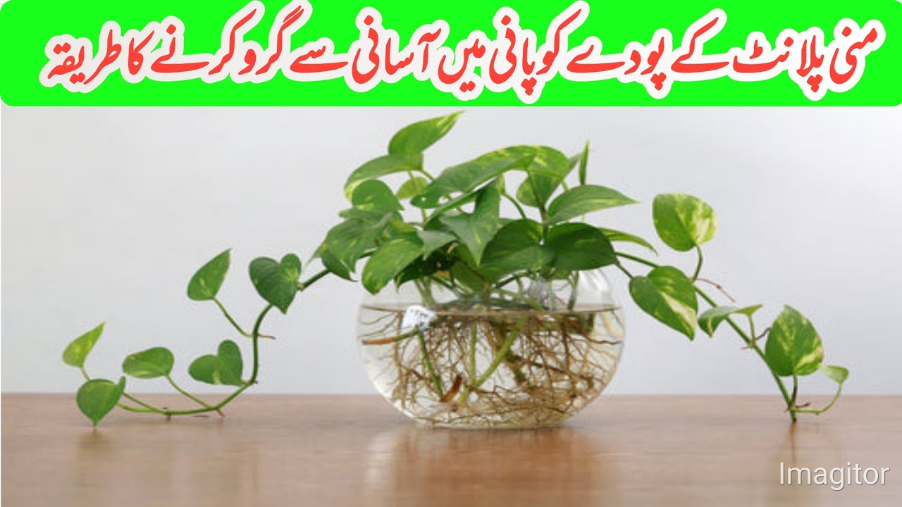 grow-money-plant-pothos-in-water-at-home-complete-guide-step-by-step