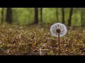 Dandelion Slowed Reverb Nightmare mp3