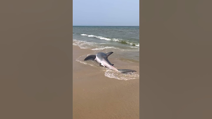 Beached great white shark rescued on Nantucket