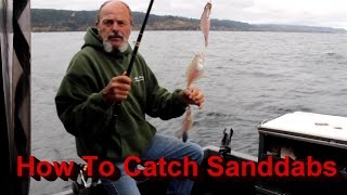 How to catch Sanddabs