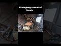 Myśleli że sami naprawią quada #cross #quad #4t #moto