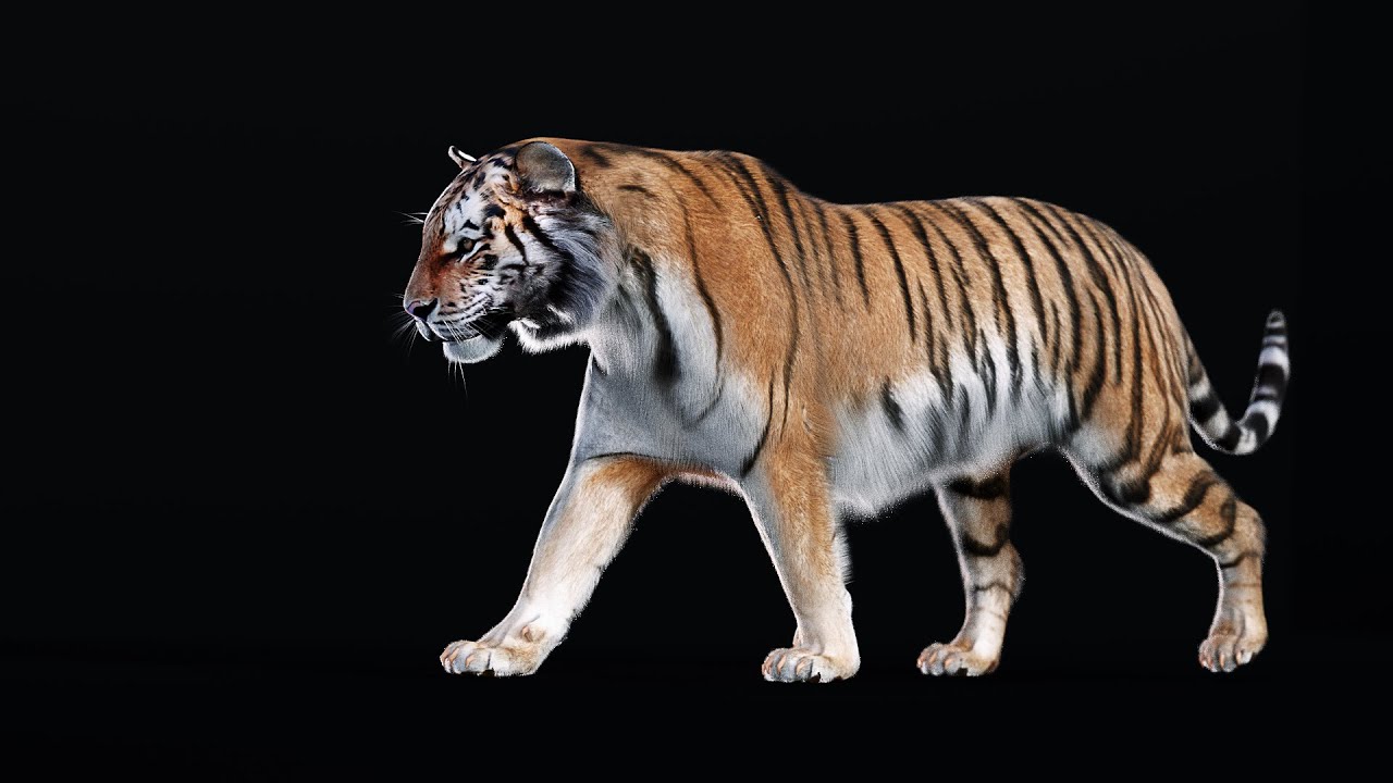 Realistic Tiger Model - BlenderNation