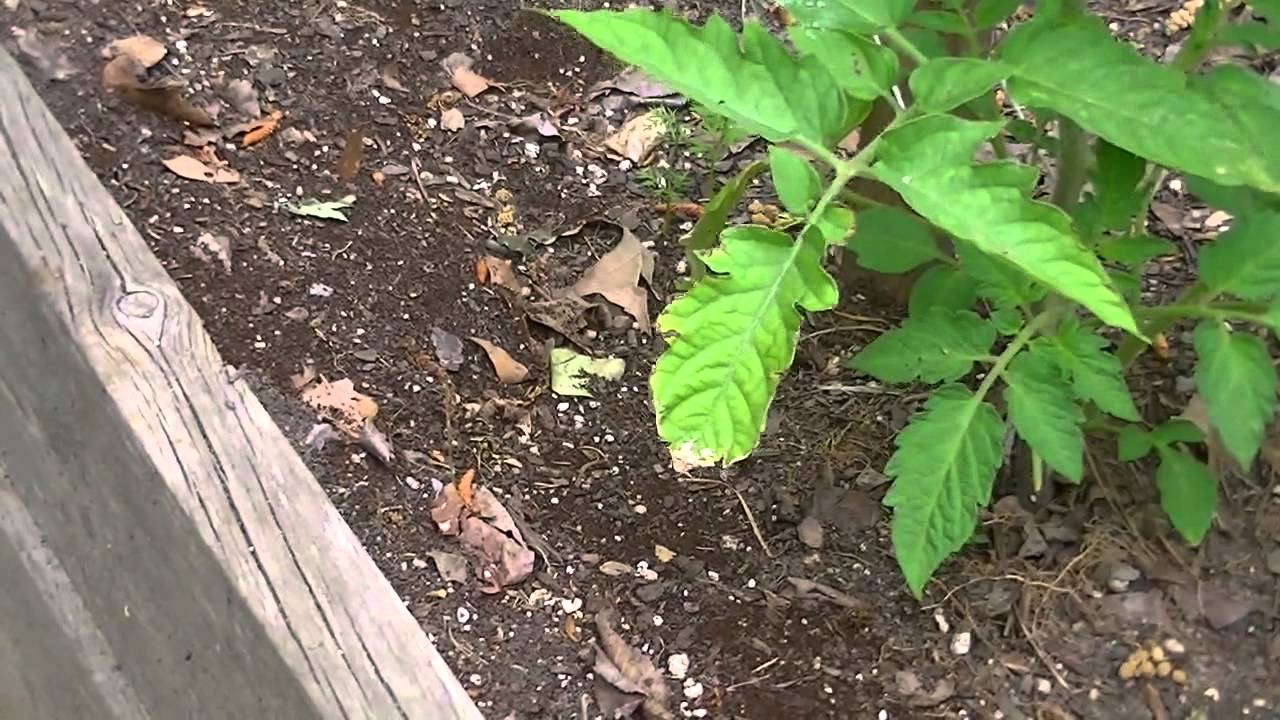 How To Treat Ants In Raised Beds Organically Youtube