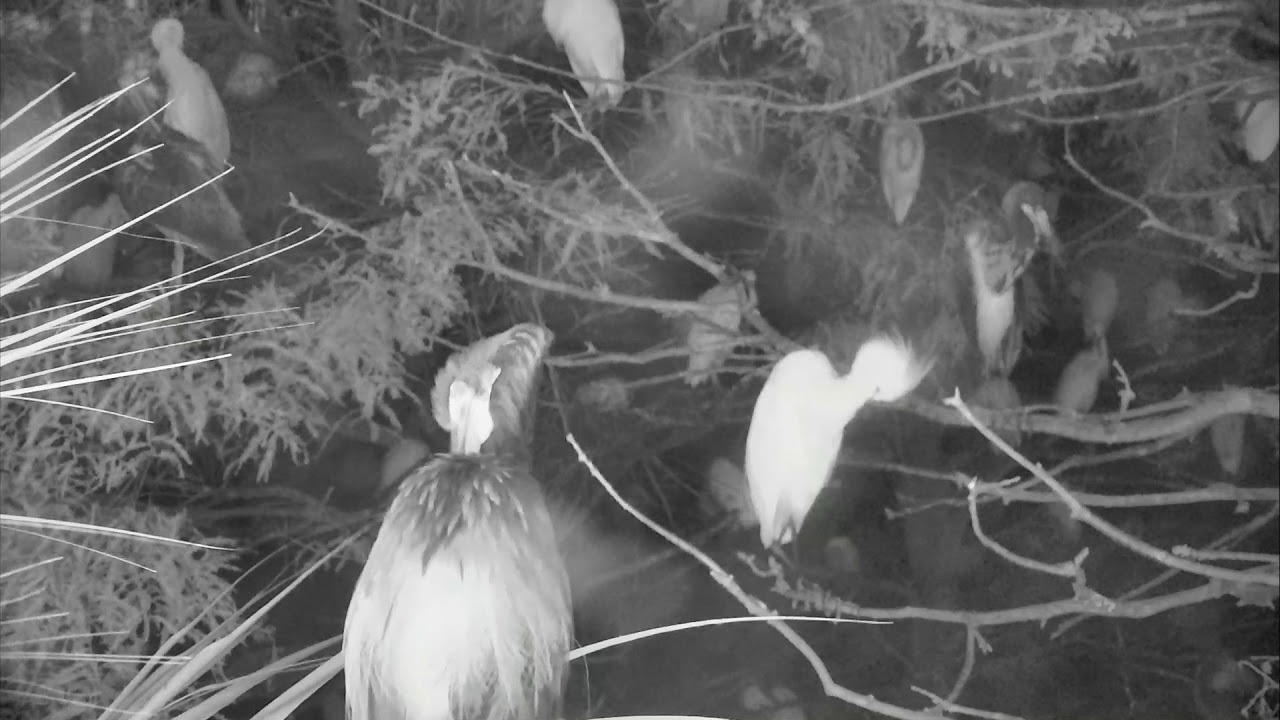 storksak bugaboo Alligator Swamp and Spoonbills Cam 09-01-2018 03:22:35 - 04:22:36