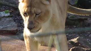 Close Up Video Of Loine