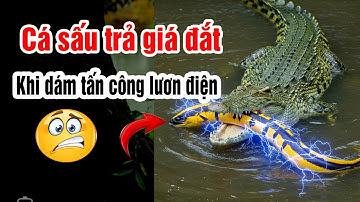 Cá sấu trả giá đắt khi dám tấn công lươn điện
