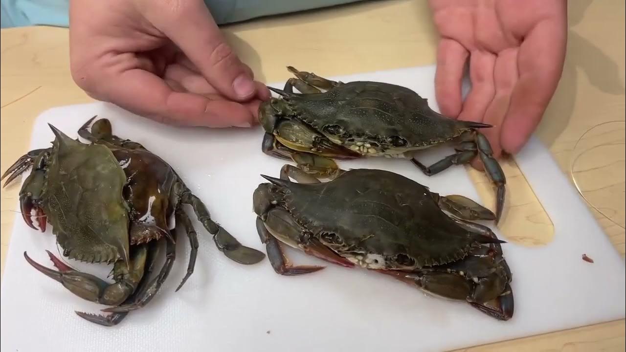How to Rig Soft Crab and Peeler Crab 