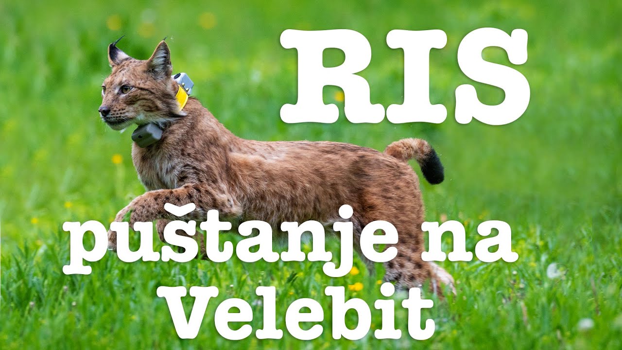 Puštanje risa na Velebitu!