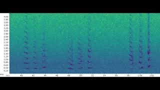 Right Whale Tonal Upcalls With Spectrogram