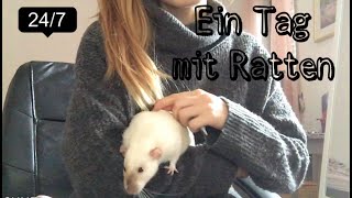 Ein Tag mit Ratten ￨Ratflix