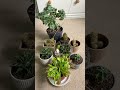 My plant collection 🪴😅