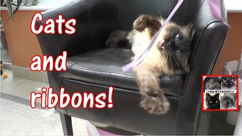 Watch the video about Fluffy cats and ribbons - Living with Ragdolls #catvideos #cutecats #catsplaying