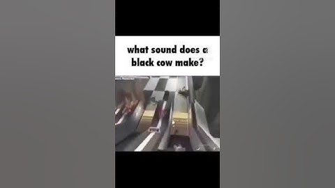 Thumbnail of What sound does a black cow make