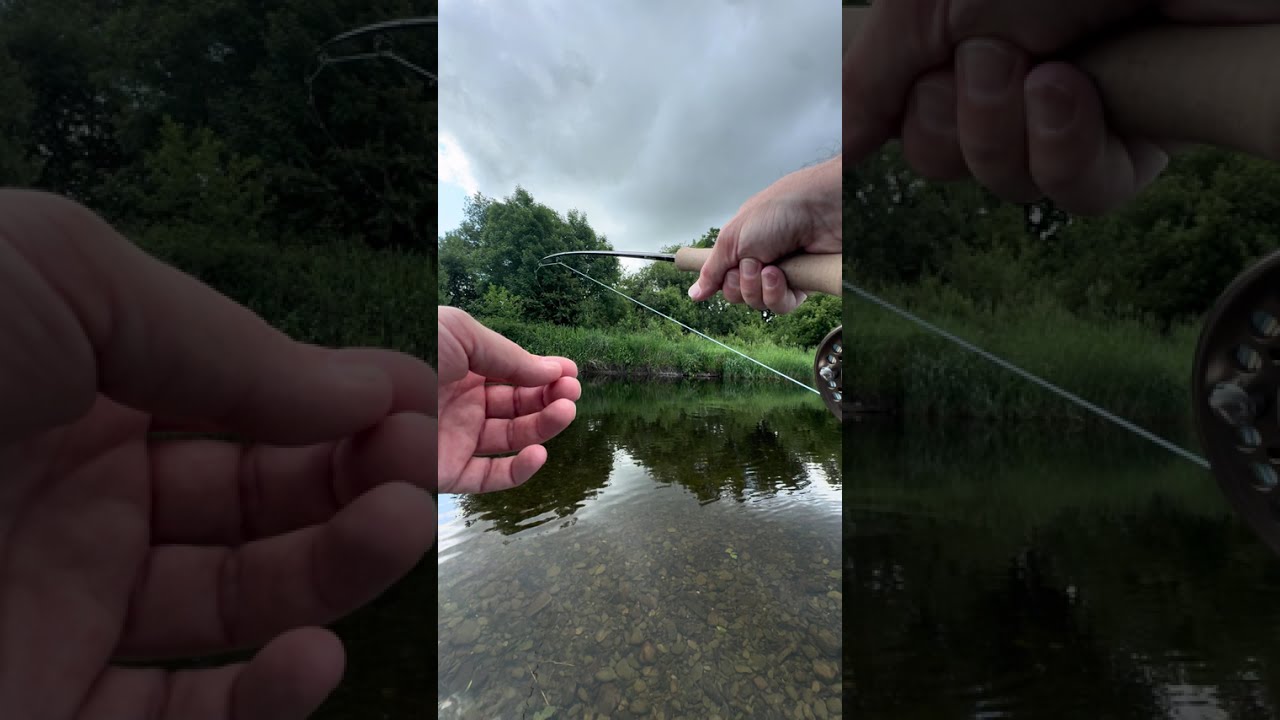 That Sage Trout Reel sound! Another big June brown to the net. #troutflyfishing #sage #tywi #wales 
