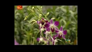 ORCHID PLANTATION SRI LANKA