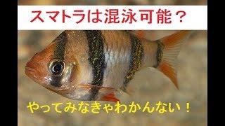 ラスボラ スマトラ飼ってみよう Youtube ラスボラ スマトラ飼ってみよう Youtube