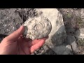 Търсене на Фосили в Северо-Западна България