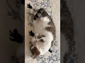 #cat #kitty