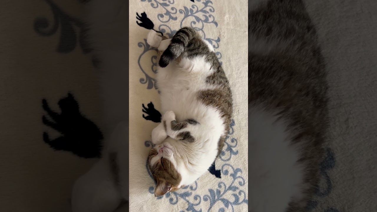 #cat #kitty
