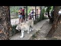 Много тигров в Тайгане, но этот особенный! A white tiger named Raja. Taigan