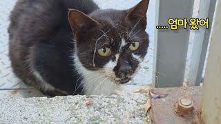 5년 만에..새끼들을 찾아 만신창이 몸으로 돌아온 엄마 고양이