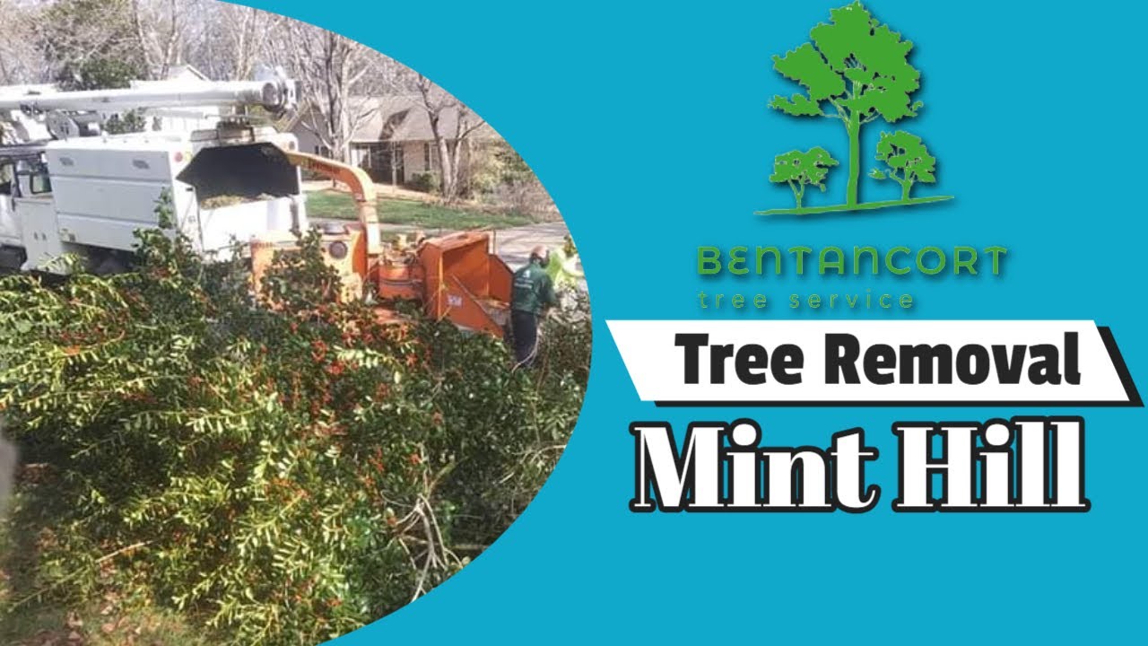 Tree Removal Mint Hill NC - Bentancort Tree Service - YouTube