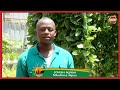 Mkulima Ukuzi Wa Strawberry Ndani Ya Greenhouse Mkulima Ukuzi Wa Strawberry Ndani Ya Greenhouse