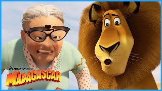 That's One Bad Kitty | DreamWorks Madagascar by DreamWorks Madagascar 31,912 views 4 weeks ago 2 minutes, 48 seconds