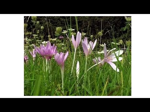 Video: Hoa colchicum trong vườn