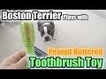 ビビちゃん歯磨きおもちゃで遊ぶ / Boston Terrier Plays with Toothbrush Toy