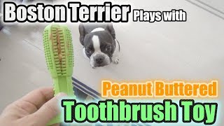 ビビちゃん歯磨きおもちゃで遊ぶ / Boston Terrier Plays with Toothbrush Toy