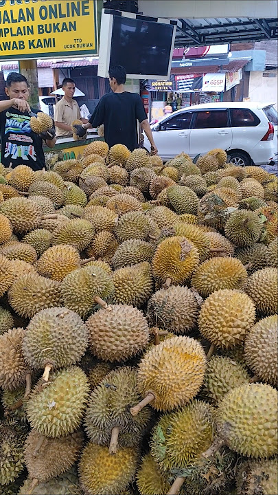 Durian Ucok Medan Musim Durian Sidikalang Sumut