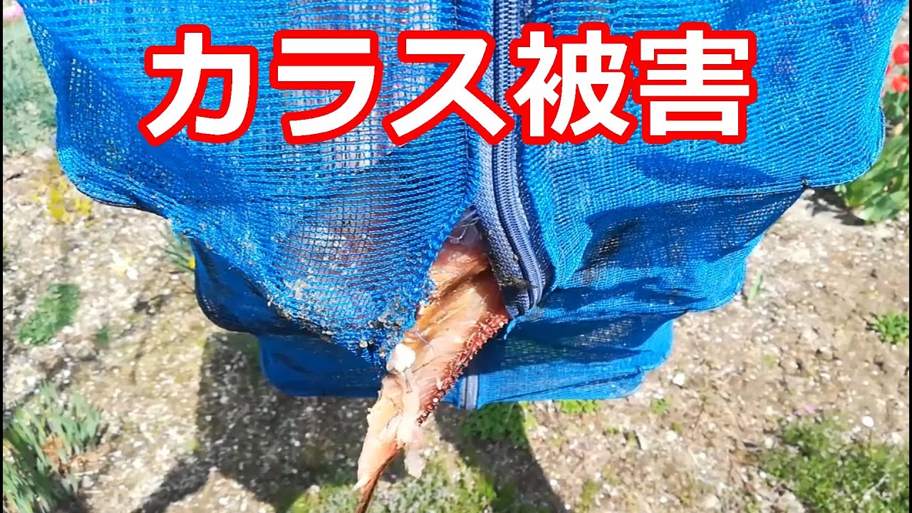 カラス被害 ネットを壊してホッケを盗む 魚を干すときは烏に注意! Crow damage Break the net and steal the  hook