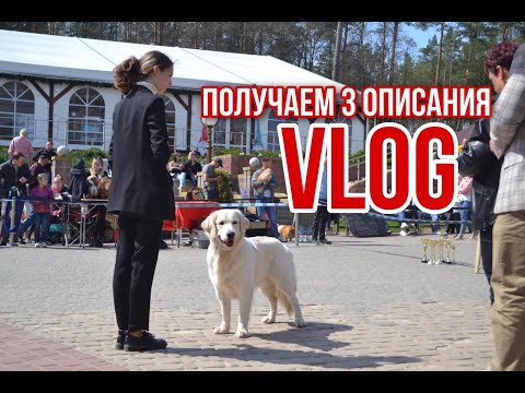 ВЫСТАВКА  СОБАК ГРОДНО! DOG VLOG Грэй теперь породистый!