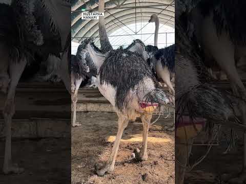 السبب وراء حماية بيض النعام
