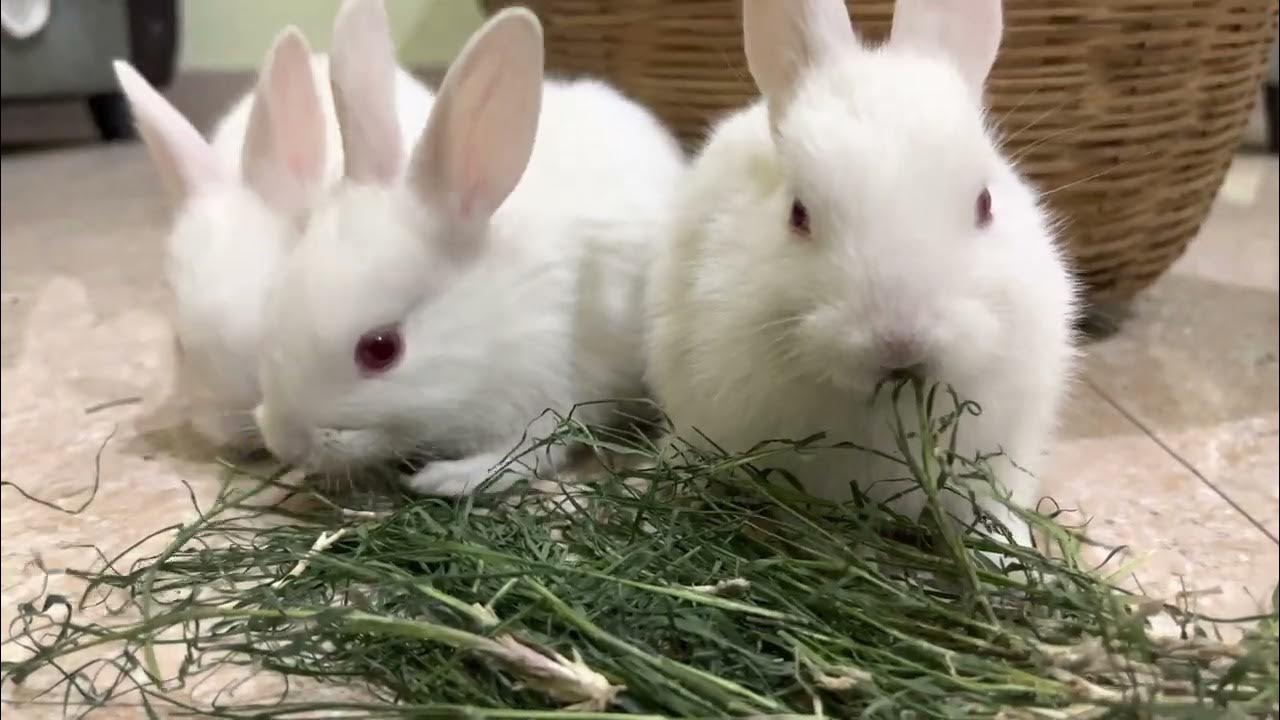 3 rabbit eating fresh grass at home. 4k video YouTube