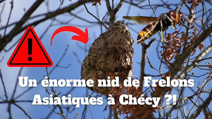 Un énorme nid de Frelons Asiatiques en hauteur à Chécy ?!