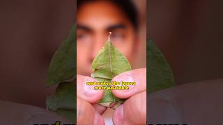 Chew the Coca #plantmedicine #perutravel #travelingtheworld #cocaleaves #visitperu #shorts Chew the Coca #plantmedicine #perutravel #travelingtheworld #cocaleaves #visitperu #shorts