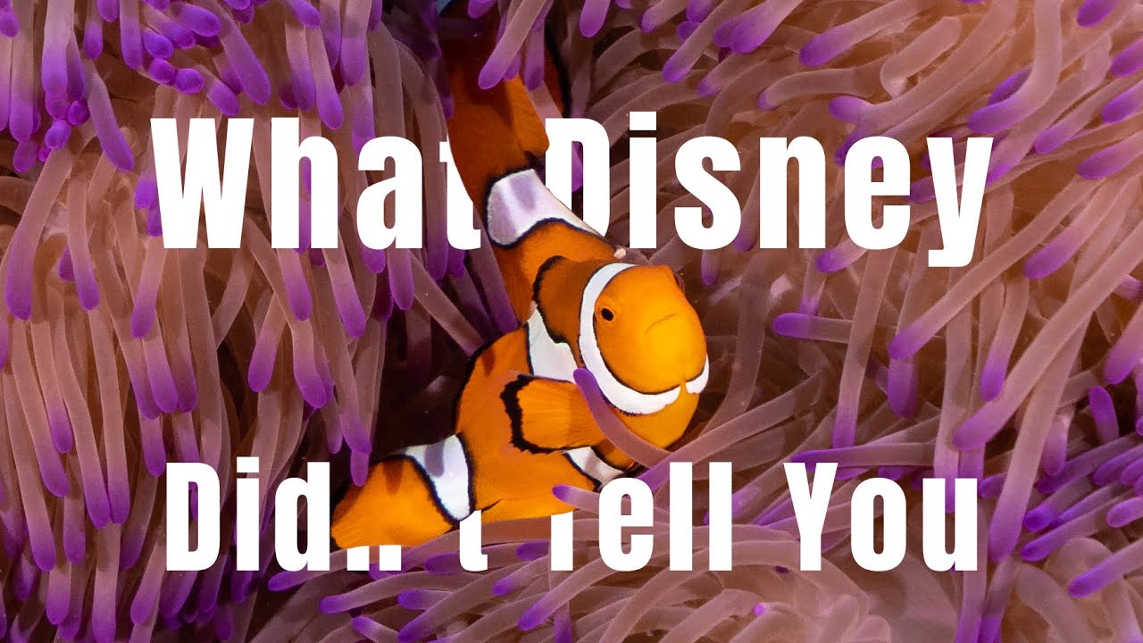 Finding Nemo | What Disney Didn’T Tell You