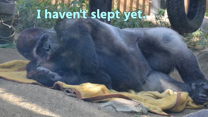 Shabani Gorilla Arm Pillow