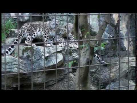 snow leopard os ユキヒョウっ仔三兄妹JUMP＆FIGHT！！Tama Zoo : Snow leopard cubs