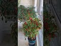 Vale a pena cultivar em casa #horta #hortaorganica #hortaemcasa