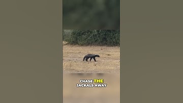 Honey Badger Battles Python & Jackals  Epic Showdown #wildlifewonders #amazonwildlife #animals