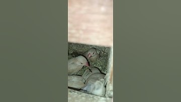 My Aviary young Fawn Javas | Birds Fusion #Shorts