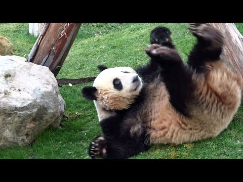 パンダ優浜　Panda cub Yuhin, January 31st., 2015  熊猫
