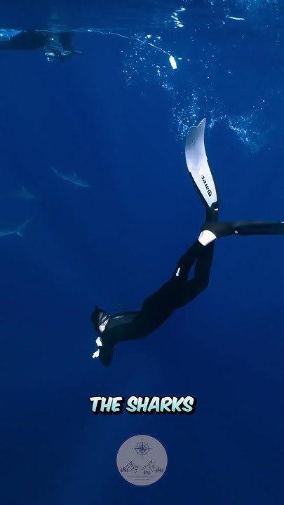 Why Sharks Get Creepier The Deeper You Go The Deeper You Dive The Creepier The Sharks Get - YouTube